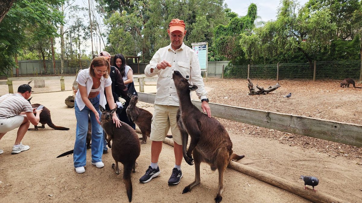 Feeding the kangaroos at Featherdale