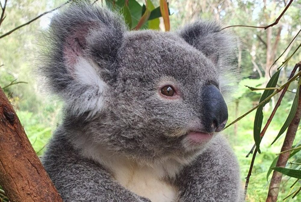 A koala