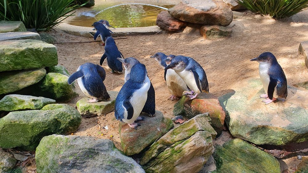 Little penguins