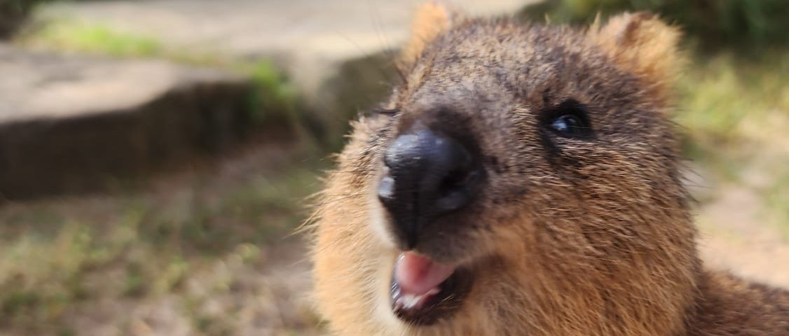 A smiling quokka at Featherdale Wildlife Park