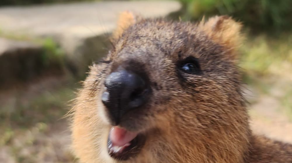 A smiling quokka at Featherdale Wildlife Park