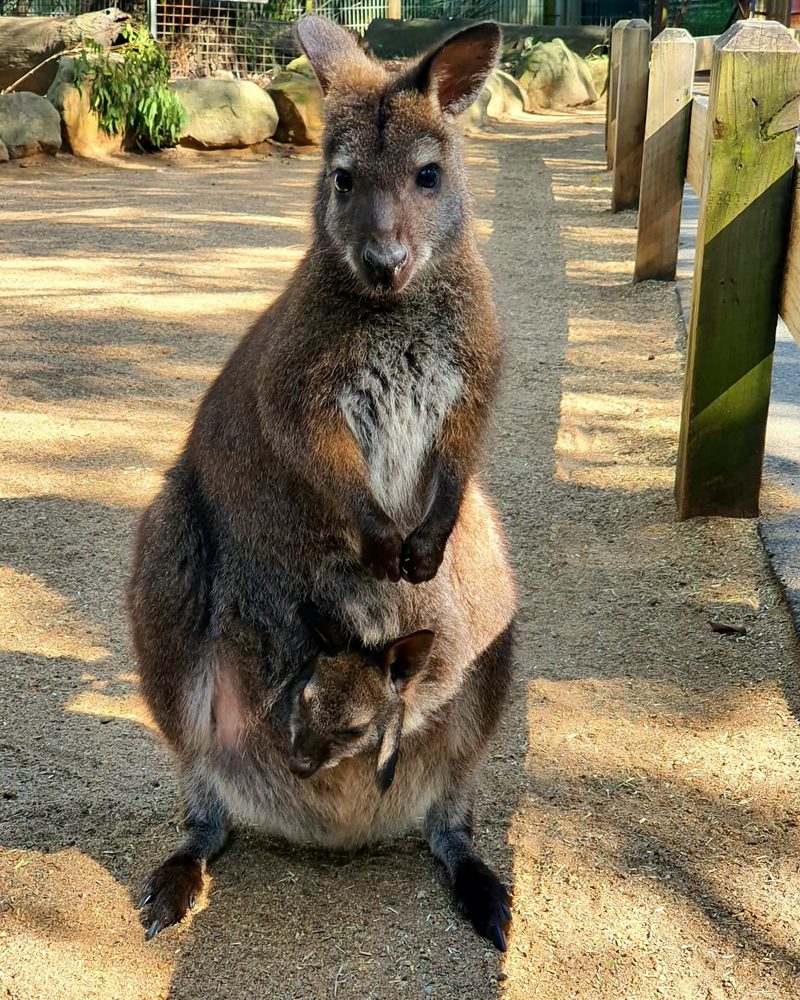 A wallaby with a joey in her pouch