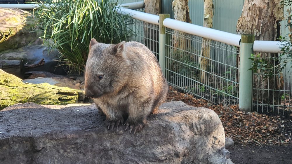A wombat