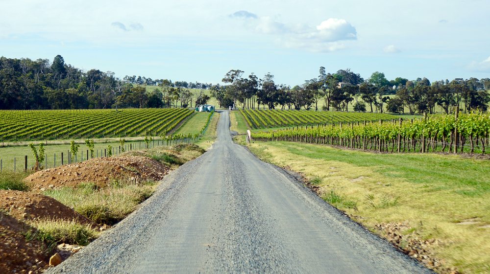A road between rows of vines in the Yarra Valley